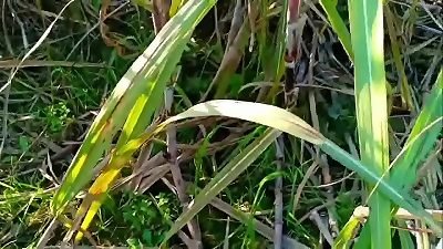 Indian village bhabhi romping outdoor