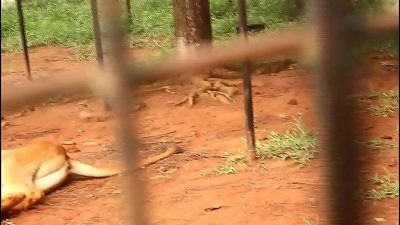 A footballer on vacation in Africa makes the strange meeting of a aged woman and thanks in a tourist park, a visit which will highly fastly shot a public penetrating sequence